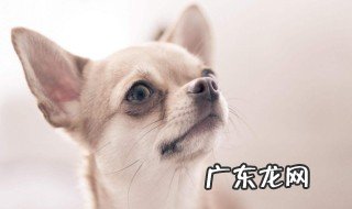 吉娃娃多肉好养吗 吉娃娃好养吗