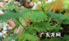 含羞草能不能晒太阳 含羞草可以晒太阳吗