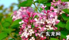 丁香花可以在室内养吗 丁香花可以在室内养吗冬天