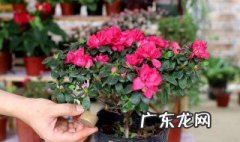 杜鹃开花后如何养护 杜鹃开完花后如何养护