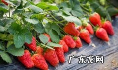 大棚草莓几月份移栽苗最好 大棚草莓几月份移栽苗