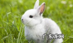 兔子为什么生仔后吃掉小兔子 兔子为什么生仔后吃掉小兔子呢
