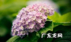天竺葵和绣球花的区别 天竺葵花和绣球花一样吗?