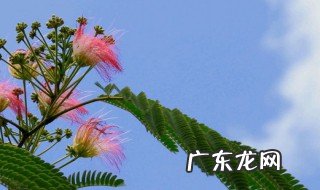 合欢的养殖方法 合欢花的养殖方法和注意事项