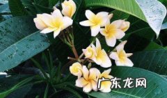 鸡蛋肥料适合什么植物 鸡蛋 肥料