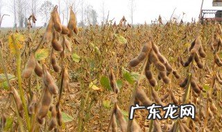 华北地区什么时候黄豆种植最好 华北地区什么时候黄豆种植