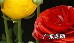 3月养什么花 3月份养什么花