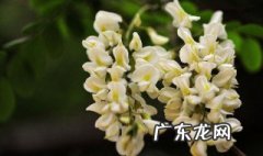 槐花种子怎么种 槐花种子怎么种植