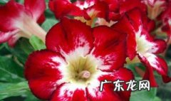沙漠玫瑰怎么水培? 沙漠玫瑰怎么水培