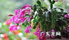 蟹爪兰花期是什么时候如何施肥 蟹爪兰的花期是几月份肥怎么做