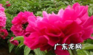 芍药和牡丹哪个更好养 为什么家里不能养芍药花