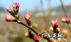 樱桃开花了可以剪枝吗 樱桃开花了可以剪枝吗视频