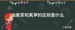油麦菜和莴笋的区别是什么 油麦菜属于莴笋吗