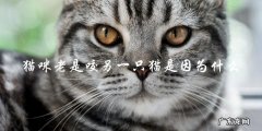 为什么我的猫咪老是咬另一只猫？