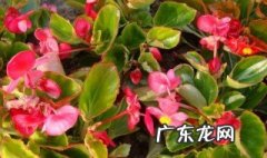 玻璃翠施肥过多的症状图片 玻璃翠怎么施肥