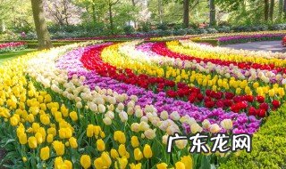 刘家峡郁金香公园在哪个位置 刘家峡郁金香公园在哪