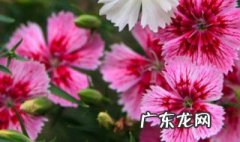 美国石竹什么时候开花 美国石竹何时播种
