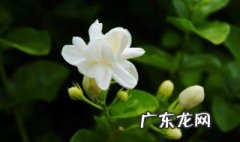 茉莉花有花苞能施肥吗 茉莉花有花苞的时候可以施肥吗