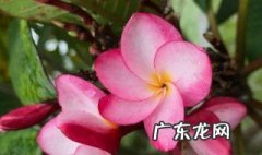 姜荷花种球的种植方法 姜荷花不挖出来可以吗