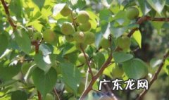 杏树的夏季修剪方法 杏树的夏季修剪方法有哪些