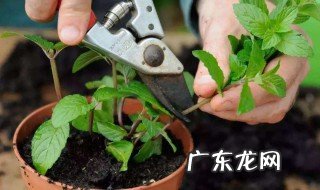 薄荷扦插多久生根 薄荷直接插土里能活吗