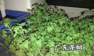 薄荷种子最低发芽温度 薄荷种子的发芽温度