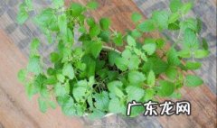 猫薄荷和薄荷有什么不同 猫薄荷和薄荷有什么不同呢