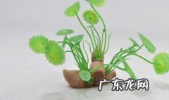 藕怎么催芽 怎样使藕发芽呢