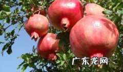 石榴树要种几年后才开花结果? 石榴树种几年会开花结果