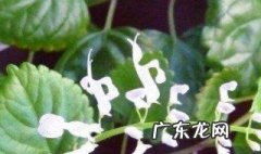 常春藤开花吗耐寒吗 常春藤开花吗