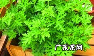 薄荷有去蚊子的功效吗视频 薄荷有去蚊子的功效吗