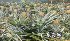 菠萝可以带上飞机吗 泰国小菠萝可以带上飞机吗