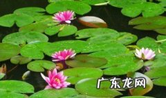 什么花可以直接养水里 什么花直接放水里养