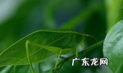 金钟怎么饲养 如何养好金钟(昆虫