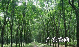 不是多肉的绿植有哪些 不属于多肉植物