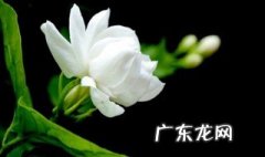 如何延长茉莉花期 如何延长茉莉花期的时间