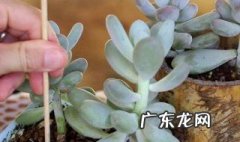 适合北方一年四季露养的多肉 北方几月份可露养多肉