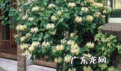 海棠能不能往家里院子种植 海棠能不能往家里院子种