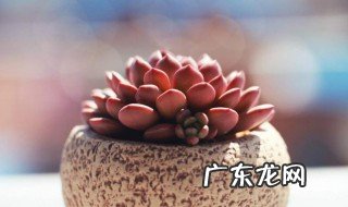 生根粉用量用多了会怎么样 生根粉用多了怎么补救