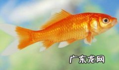 鱼能吃鸡蛋黄吗有营养吗 鱼能吃鸡蛋黄吗