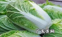 春天种什么菜长得快 春天种什么菜容易生长