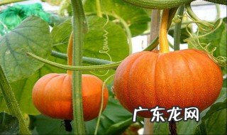 南瓜里面发芽了能吃吗 南瓜里面发芽了能吃吗视频