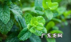 薄荷怎样种植矮小 薄荷怎样种植矮小盆栽