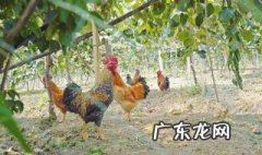 梦见大公鸡是什么兆头 梦见大公鸡是什么预兆