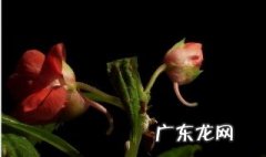 凤仙花生长的时间 凤仙花生长的时间是多久