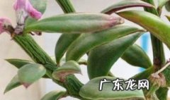 多肉植物叶子变皱 多肉植物叶子变皱应该怎么办