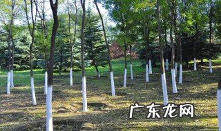 冬天树上涂白色的东西是什么 冬天树上涂白色的图片