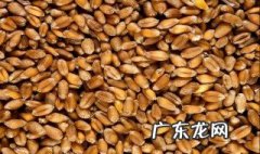 种子贮藏的方法有哪些呢 种子贮藏的方法有哪些