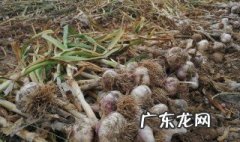 从播种大蒜到收获大蒜要多久 大蒜从种植到采收蒜苗要多久