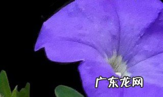 矮牵牛花期施什么肥 矮牵牛花期可以施肥吗
